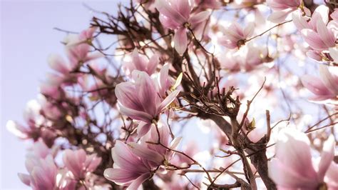 blossom branch pink magnolia flowers hd magnolia wallpapers hd wallpapers id 45021
