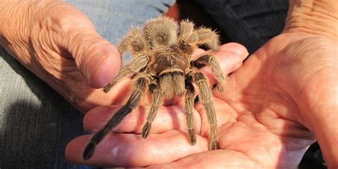Can A Chilean Rose Tarantula Be A Great Pet Did You Know Pets