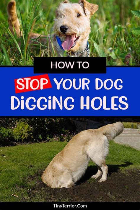 How To Stop Your Dog Digging Up Your Garden Protect Your Garden From