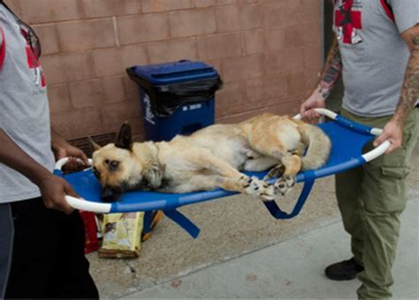 German Shepherd Sodomized Shot And Left For Dead Gets Rescued Adopted