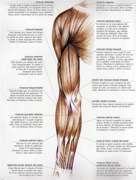 Músculos del brazo Anatomia y fisiologia humana Anatomia humana musculos