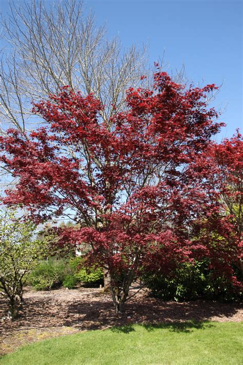 Bloodgood Japanese Maple Glover Nursery