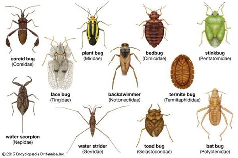 Hemiptera Families Insects Plant Bugs Insect Pest