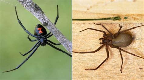 Difference Between Black Widow And Brown Recluse Spider Foundation Pest
