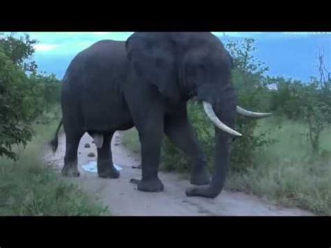 April Very Large Elephant Bull In Full Musth With James Hendry Youtube Bull