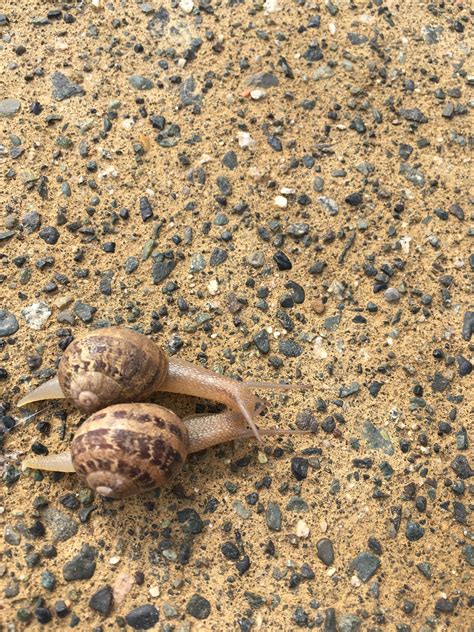 Garden Snails Cornu Aspersum On The Sidewalk In The Marin Headlands