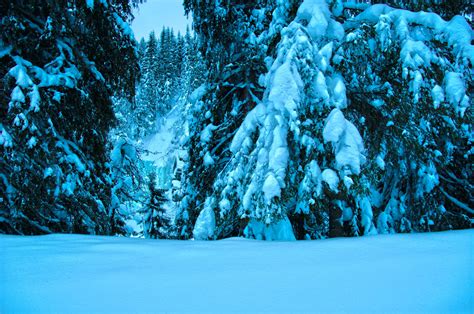 Wallpaper Trees Landscape Forest Snow Winter Ice Spruce
