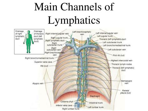 Ppt Lymphatic System Powerpoint Presentation Free Download Id2406835
