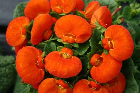 Calceolaria X Herbeo Hybrida Plantasvillor