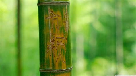 Green Bamboo Wallpaper 63 Pictures
