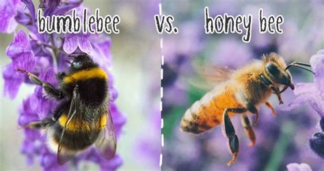 Honeybees Vs Bumblebees Whats The Difference Two Rivers Honey