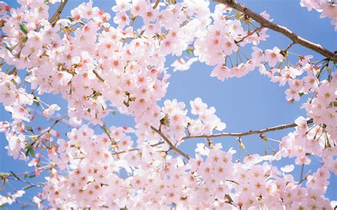 Cherry Blossom Wallpaper For Desktop Images