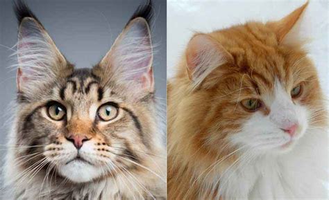 Maine Coon Vs The Norwegian Forest Cat Telling Them Apart Maine