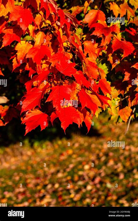 Colorful Maple Tree Leaves To Mark The Start Of A Wisconsin Fall