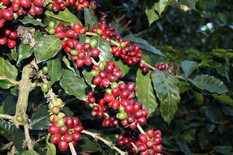 Honduran Coffee Farmers Meet Our Coffee Growers Javataza