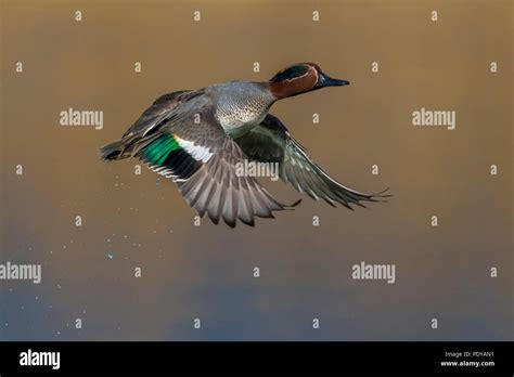 Flying Male Common Teal Anas Crecca Stock Photo Alamy