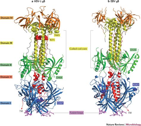 Findings from a randomised controlled trial with valaciclovir. Conserved fusion protein glycoprotein B.Herpes simplex ...