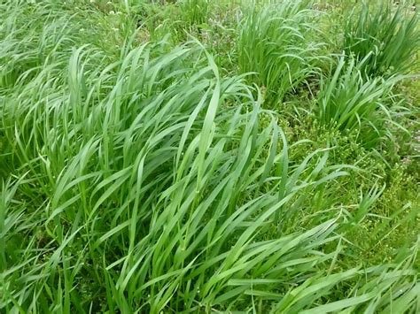 Grass may be weak or thin in these areas. Cover Crops in the Garden