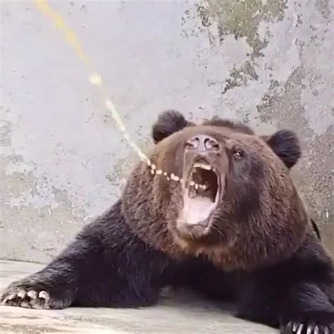 Urine Bear Coub The Biggest Video Meme Platform