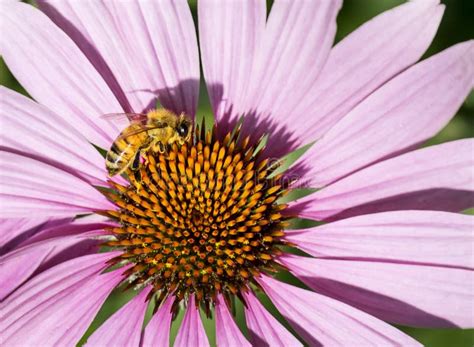 Honey Bee Getting Nectar From Purple Coneflower Stock Image Image Of
