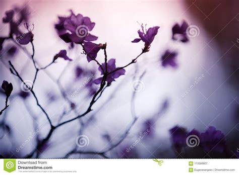 Blooming Bush With Purple Flowers Macro Stock Image Image Of Blue