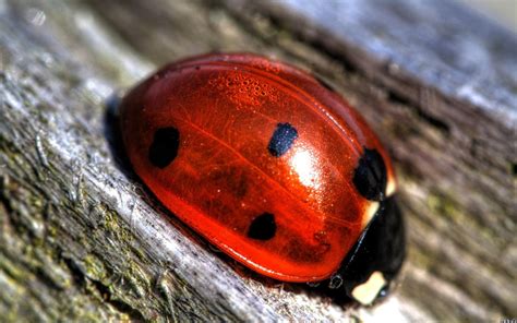 Wallpaper Nature Red Insect Ladybugs Beetle Ladybird Fauna