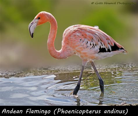 Flamingo, Andean | The Andean flamingo (Phoenicopterus andin… | Flickr