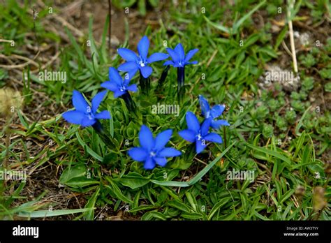 Spring Gentian Gentiana Verna Alpine Flower Gentiane Bleue Blue