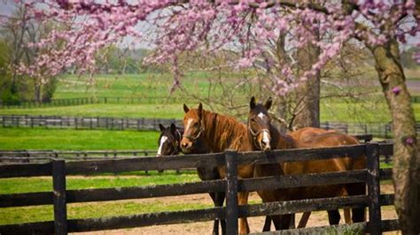 Spring In Kentucky Horses Horse Farms Equines
