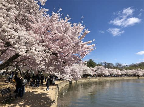 History Of The National Cherry Blossom Festival In