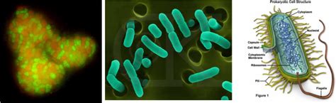 Archaea The Kingdoms