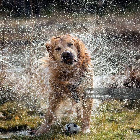 Dog Shaking Off Water Stock Photo Download Image Now Dog Water