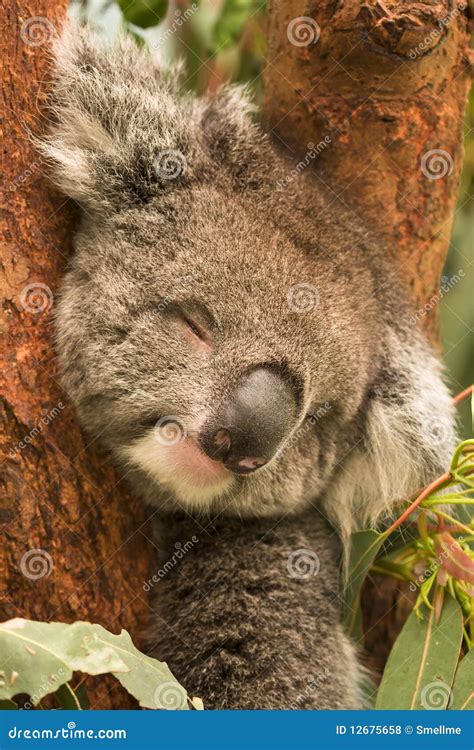 Koala Sleeping Stock Photo Image Of Herbivore Hold 12675658