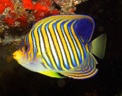 Top 10 Most Incredibly Colorful Ocean Creatures The