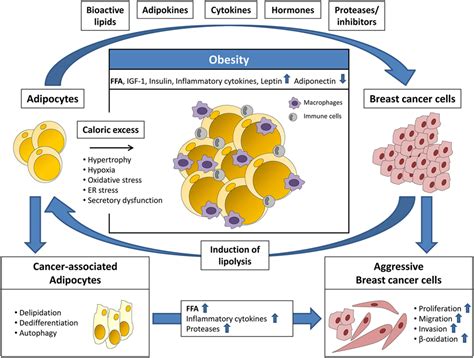 Frontiers Obesity And Breast Cancer Current Insights On The Role Of Fatty Acids And Lipid