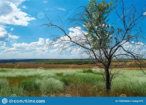 Beautiful Summer Landscape With Grass And Dry Tree Stock Photo Image