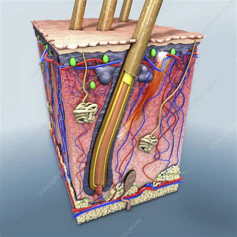 Human Skin Illustration Stock Image F0250803 Science Photo Library