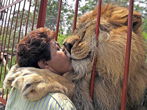 Lion Hug Ana 600x450 600×450 Pictures Pinterest Exotic