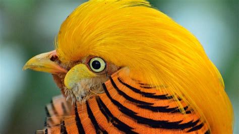 Les Plus Beaux Oiseaux Exotiques Animaux Favoris