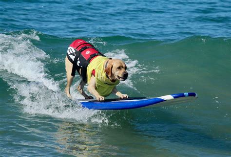 The 2019 World Dog Surfing Championship In The Bay Area At Linda