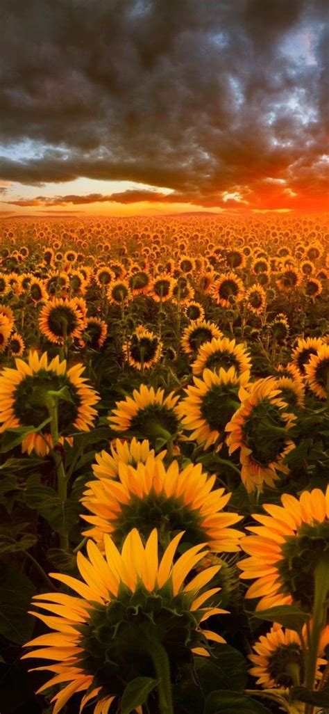 Sunflowers Wallpaper En