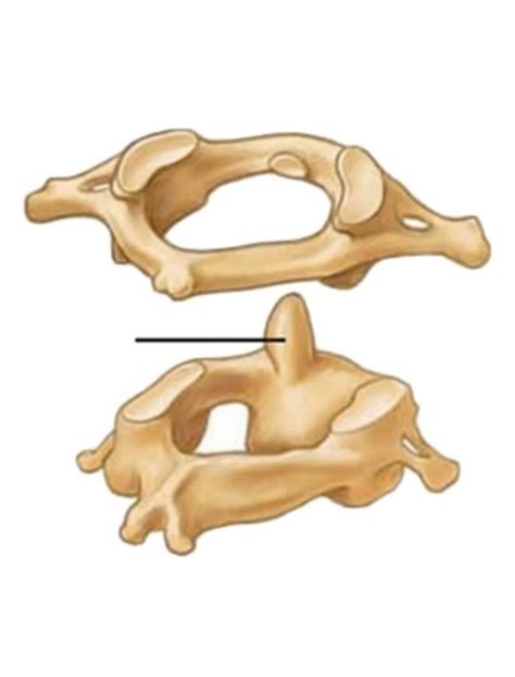 Atlas And Axis Anatomy Diagram Quizlet