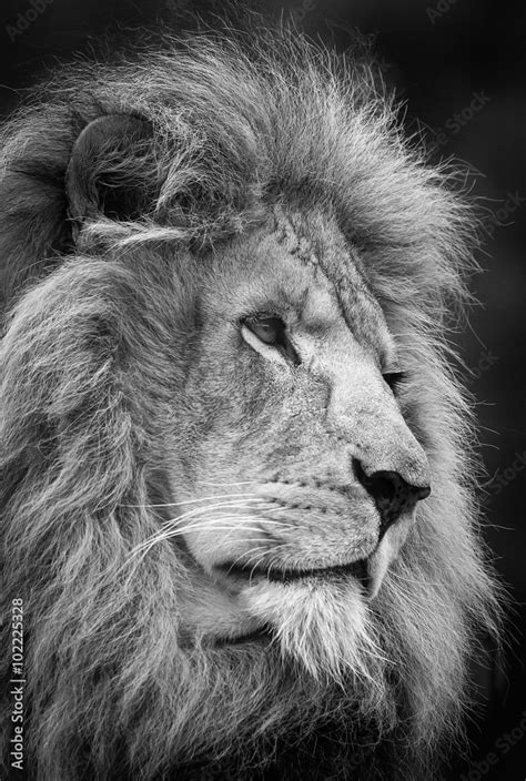 Adult Male Lion A Black And White Head Shot Of A Male Lion Stock