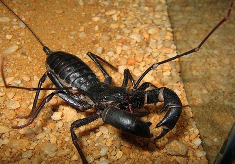Although They May Look Like A Pet Insect Or Scorpion A Whip Scorpion