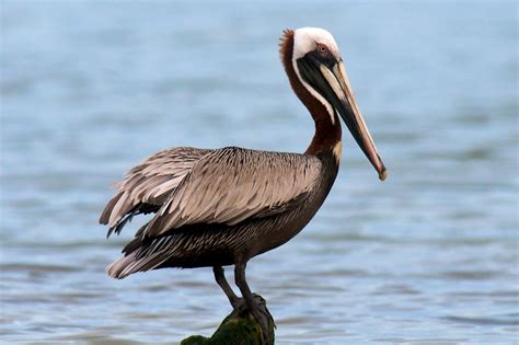brown pelican nature foundation st maarten