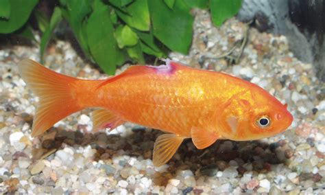 Goldfish Fungus Disease Pictures Captions Beautiful