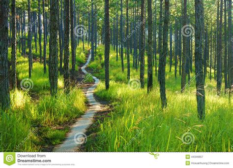 Beautiful Vietnam Landscape Dalat Pine Jungle Stock Photo