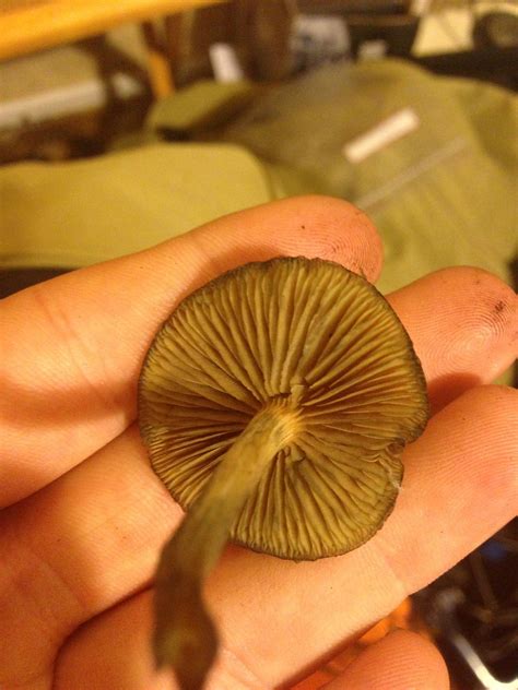 Are These Psilocybin Mushrooms Nz Auckland Mushroom Hunting And