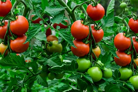 What To Plant With Tomatoes Plant Ideas