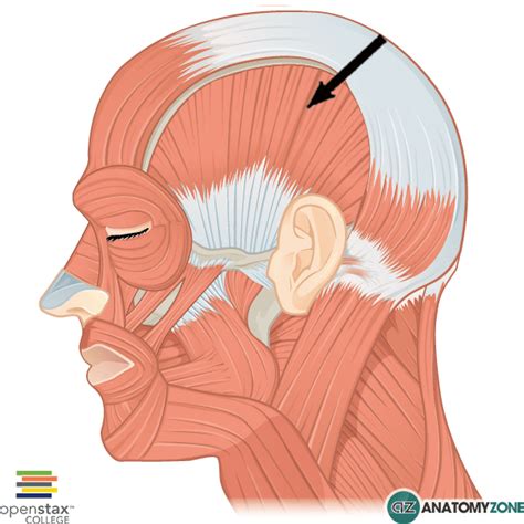 Temporalis Muscle Anatomyzone